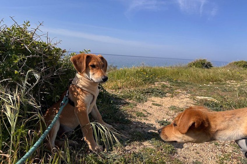 Two dogs, one sitting and one lying down, in a natural outdoor setting with grass and bushes. 5