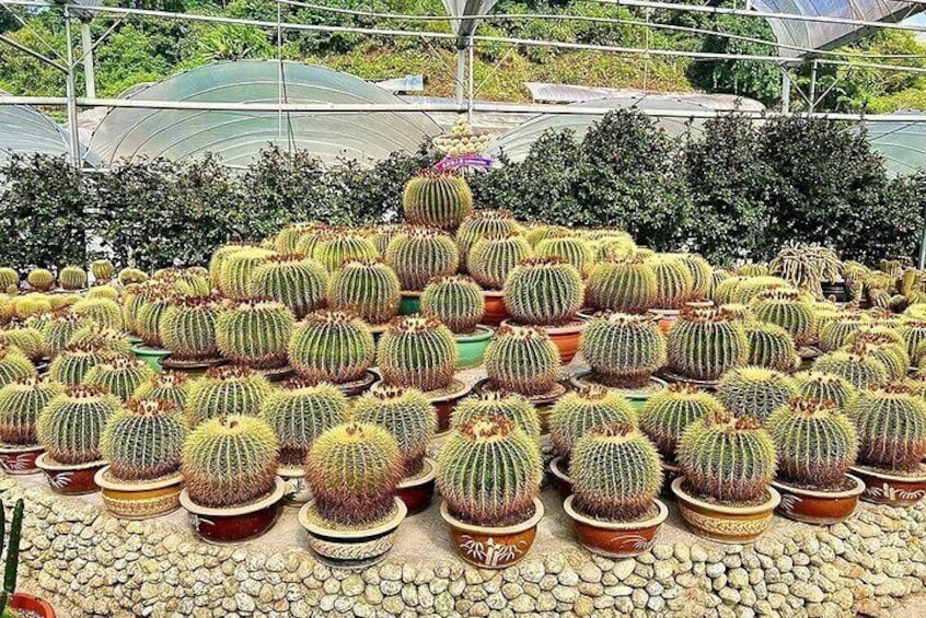 A greenhouse filled with potted cacti. 3