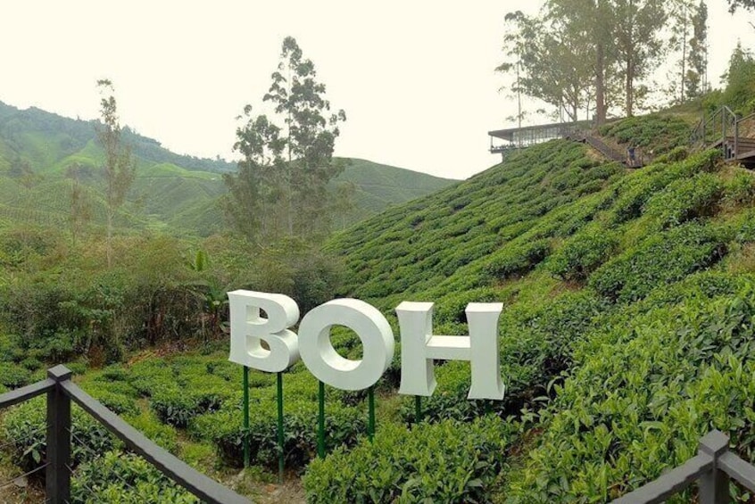 A sign with the letters "BOH" in a lush green tea plantation. 5