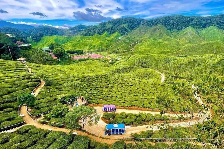 A lush tea plantation with terraced fields and a small building. 2