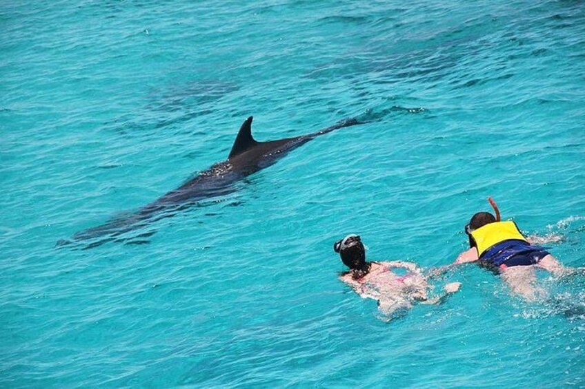 VIP Snorkeling Dolphins House Tour Swim Close to Wilde Dolphins 2