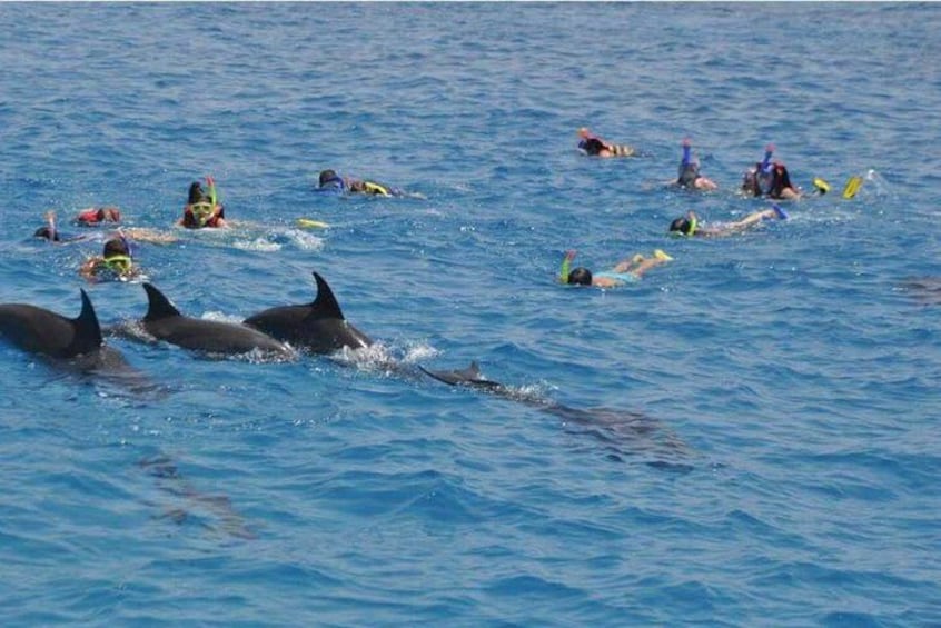 VIP Snorkeling Dolphins House Tour Swim Close to Wilde Dolphins 2