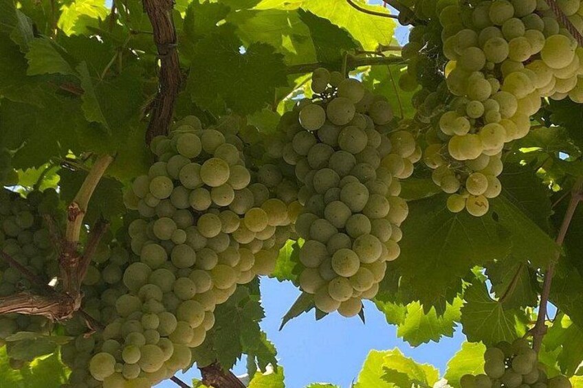 Kefalonia Wine Experience: Sklavos & Haritatos Estates 2