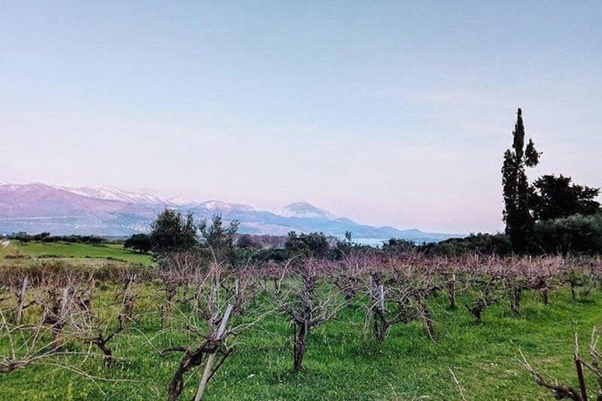 Kefalonia Wine Experience: Sklavos & Haritatos Estates 3
