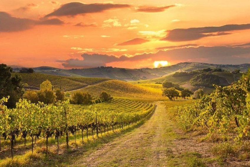 Un vigneto con filari di viti sotto un cielo al tramonto. 5