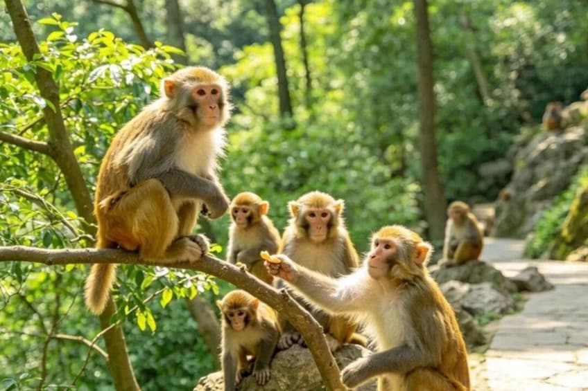 A group of monkeys on a tree branch in a forested area. 2