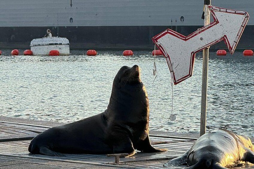 Male Sea Lion asserting dominance 2