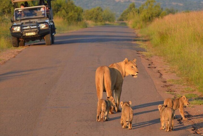 Full Day Pilanesberg Safari from Johannesburg 3
