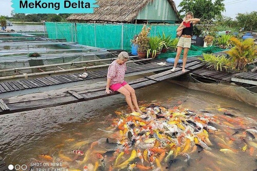 A person sitting on a wooden platform over water, surrounded by colorful fish. 1