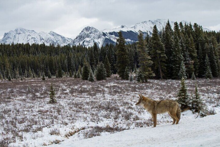 A lone wolf standing in a snowy field with a forest and snow-capped mountains in the background. 3