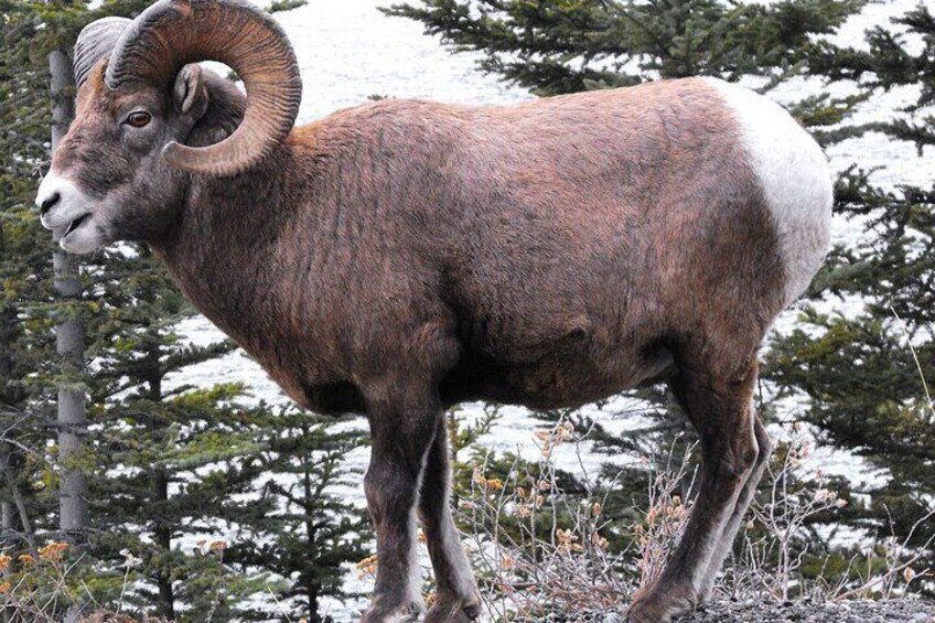 A bighorn sheep standing in a snowy forest. 5