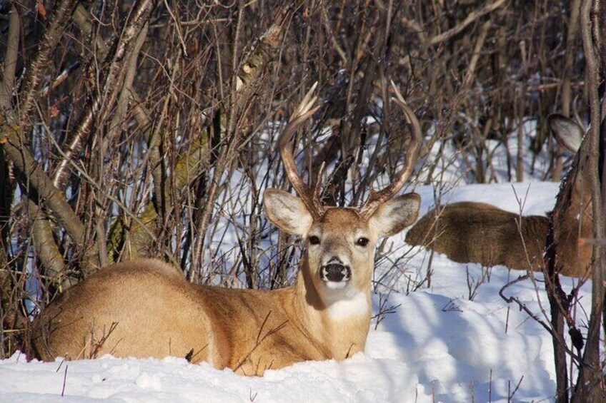 A deer lying in the snow with antlers, surrounded by bare trees. 4