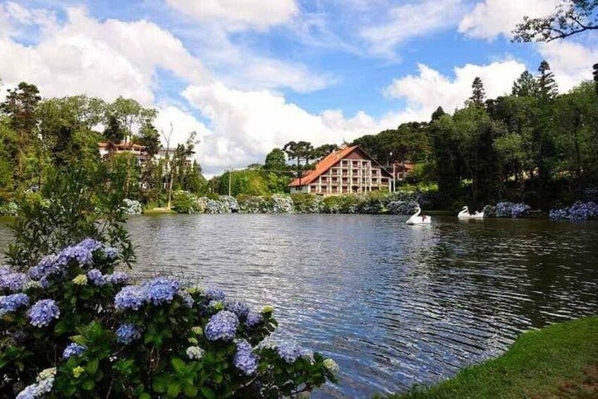 A lake with swans, purple flowers, and buildings in the background. 1