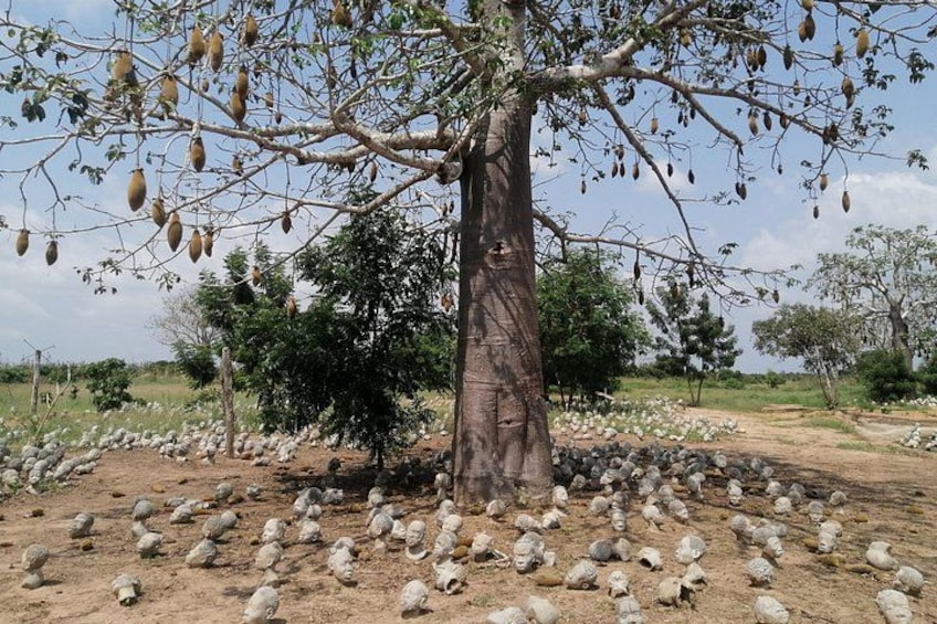 A tree with numerous fruits hanging from its branches, surrounded by a field of rocks. 5
