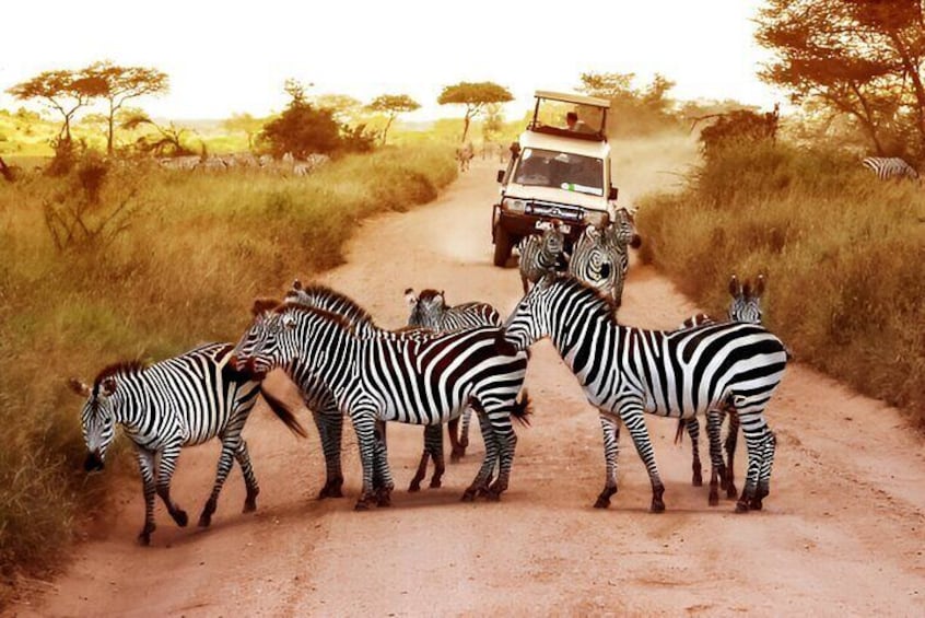 Pilanesberg National Park 6 Hour Safari from Sun City 4