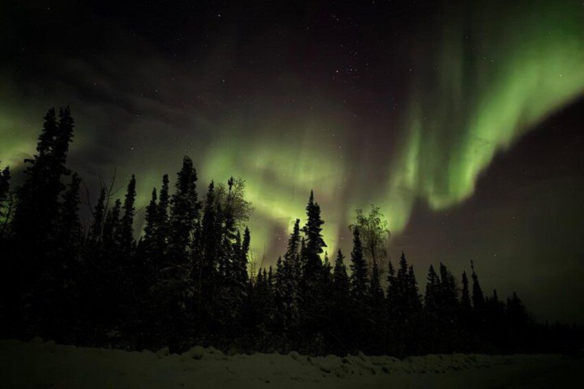 The Northern Lights over a forested landscape. 2