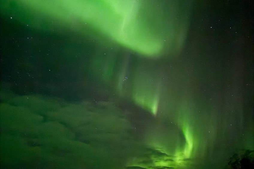Nordlys (Aurora Borealis) over et skovområde. 2