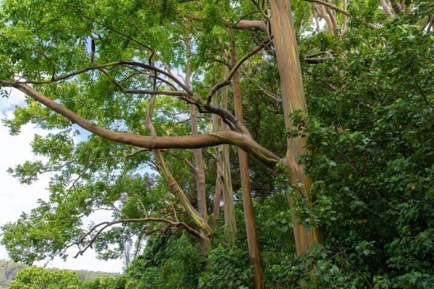 Un grande albero con un tronco robusto e rami sparsi. 4
