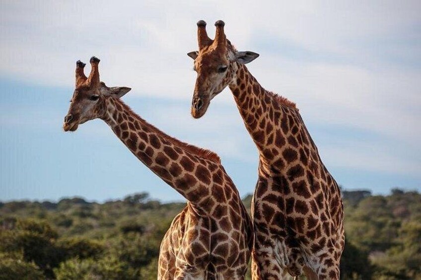 Two giraffes in a natural landscape with trees and a clear sky. 3