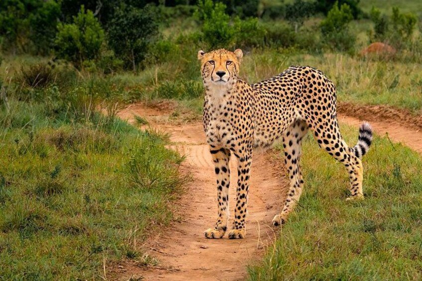 A cheetah standing on a dirt path in a grassy area with trees in the background. 2