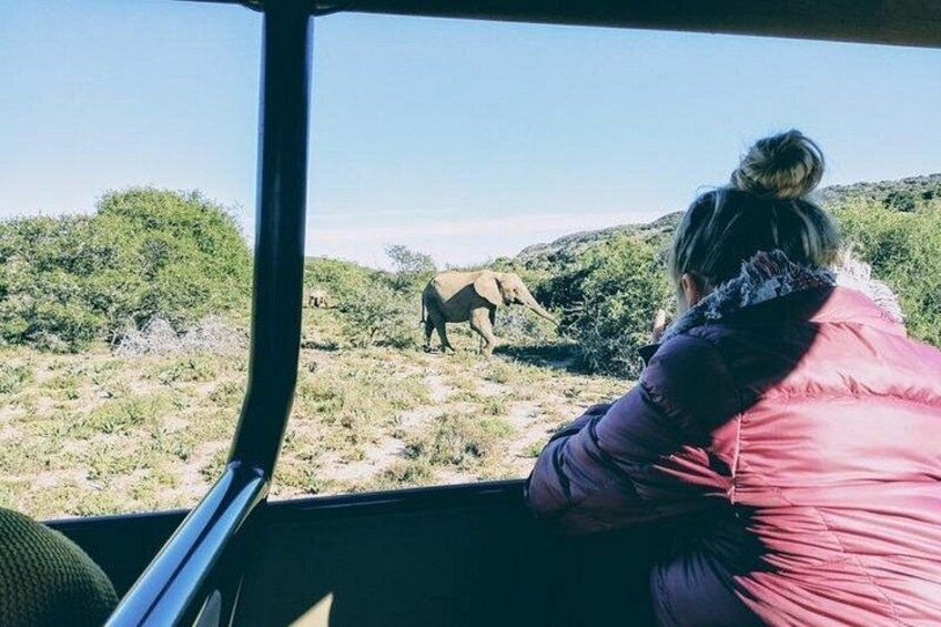 A person in a vehicle observing an elephant in a natural landscape. 5