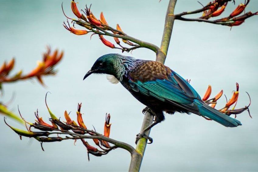 Private Tour of Auckland's West Coast - On the edge of wilderness 2