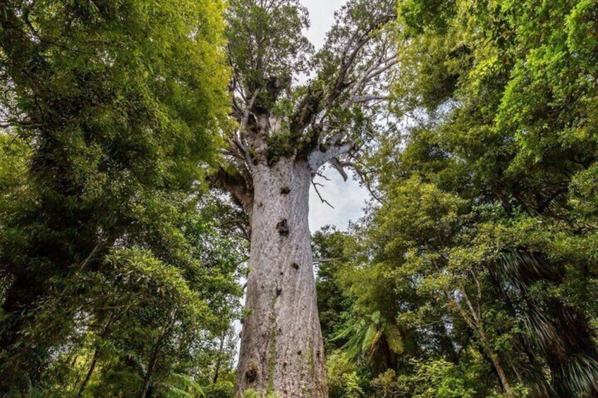 Auckland West Coast Half-Day Private Tour 3
