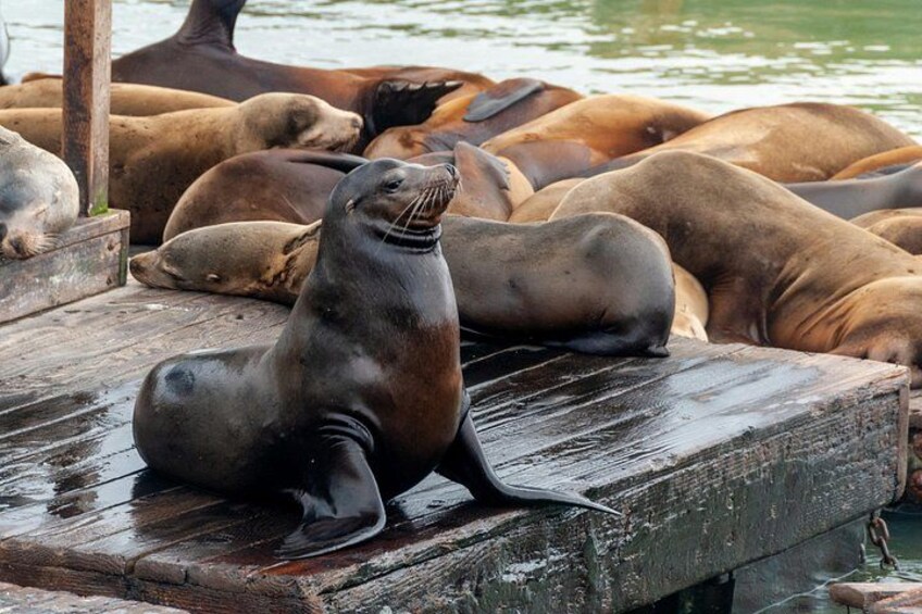 A group of seals resting on a wooden dock by a body of water. 2