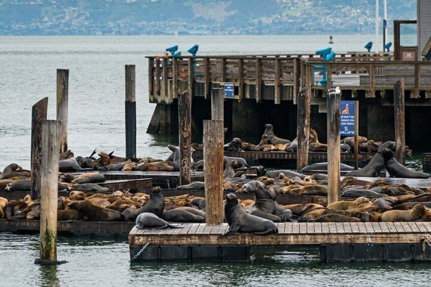 A wooden pier with numerous seals resting on it. 5