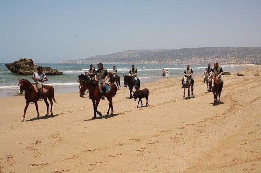 Una playa con gente montando caballos y una vaca. 4