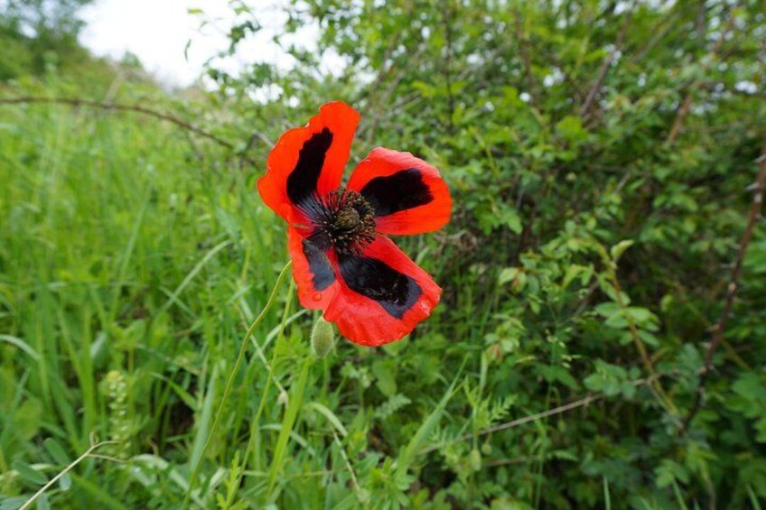 A single red poppy flower in a natural setting with green foliage in the background. 3
