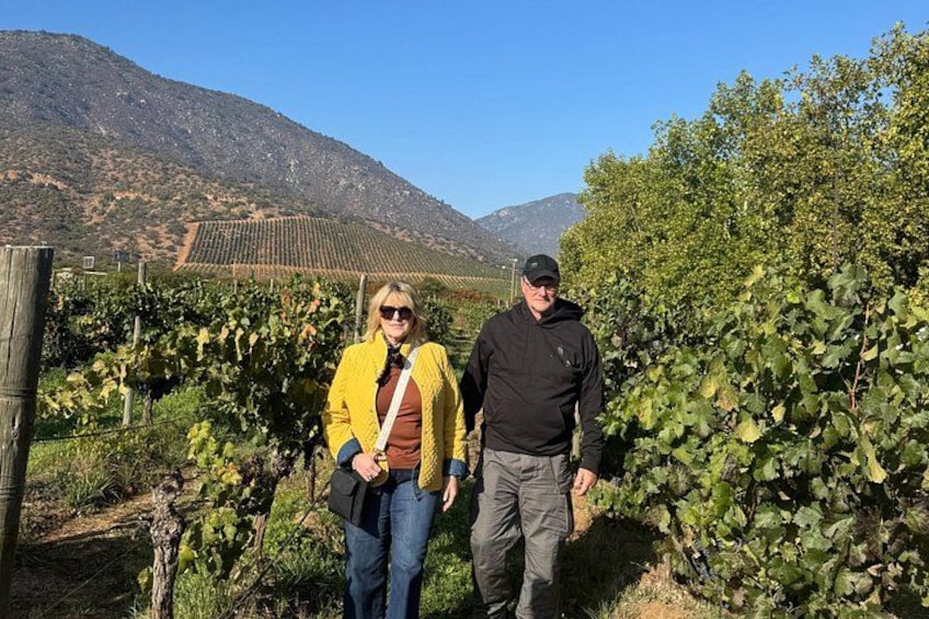 Deux personnes se tiennent debout dans un vignoble, avec des rangées de vignes et une montagne en arrière-plan. 3