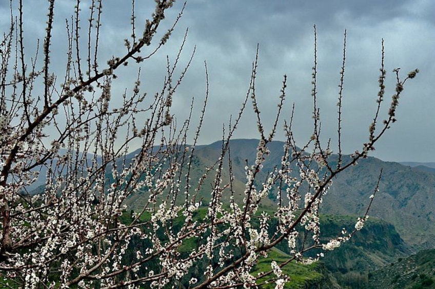 A mountain landscape with blooming trees in the foreground and a cloudy sky. 4