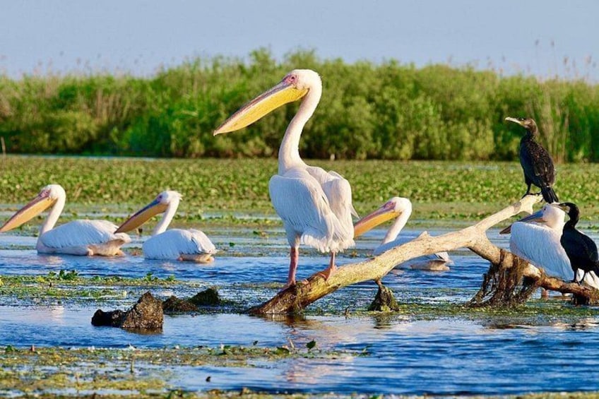 Pelicans standing on a log in a water body with vegetation in the background. 1