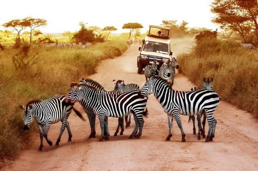 Zebras on a dirt road with a safari vehicle in the background. 3
