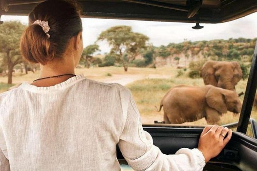 Eine Person im Fahrzeug beobachtet Elefanten in freier Wildbahn. 3