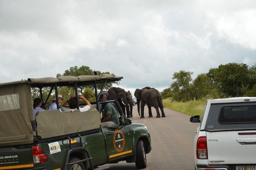 A safari vehicle with passengers observing elephants on a road. 2