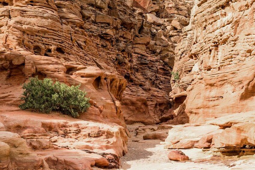 A canyon with layered rock formations and a small bush. 2