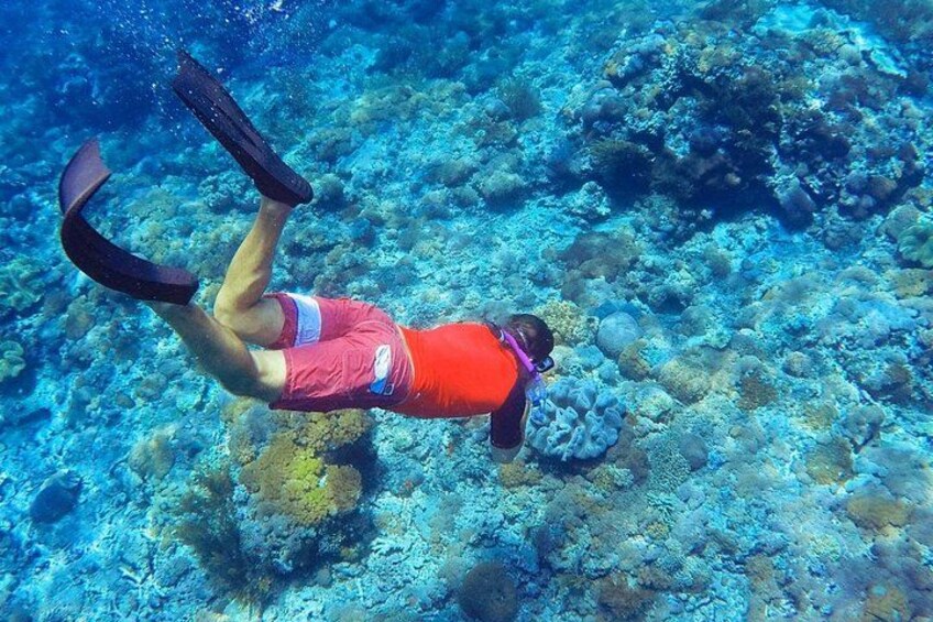 A person scuba diving with fins and a red shirt, surrounded by underwater coral. 5