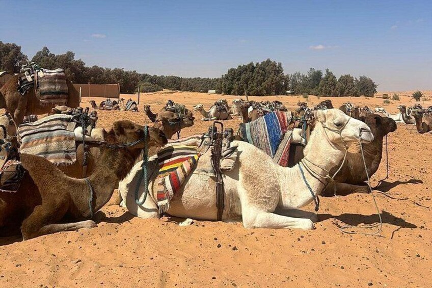 Camels resting in a desert with sparse vegetation in the background. 5