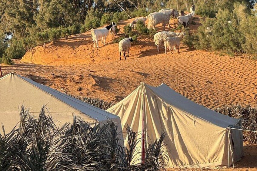 A desert landscape with tents and grazing sheep. 2