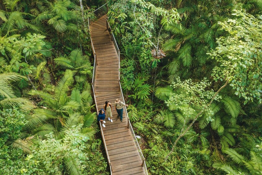 A wooden bridge in a dense forest. 1