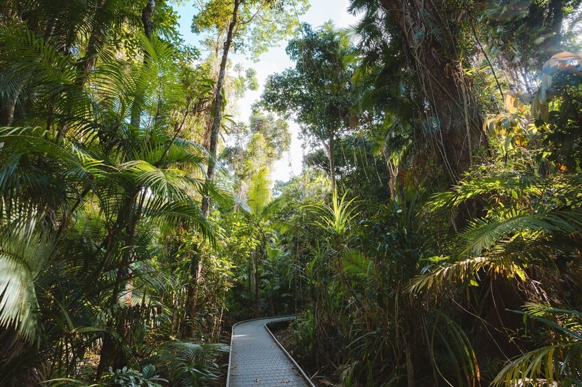A pathway through a dense forest with tall trees and lush greenery. 3