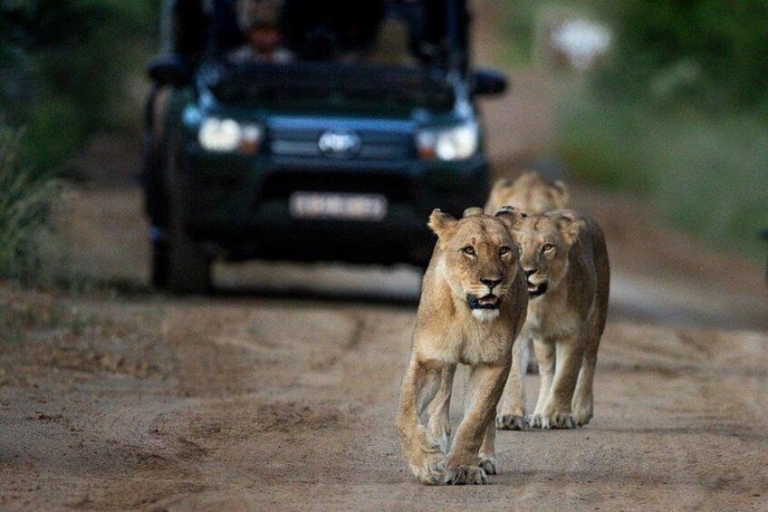 3 Hour Afternoon Safari in Pilanesberg from Sun City 3