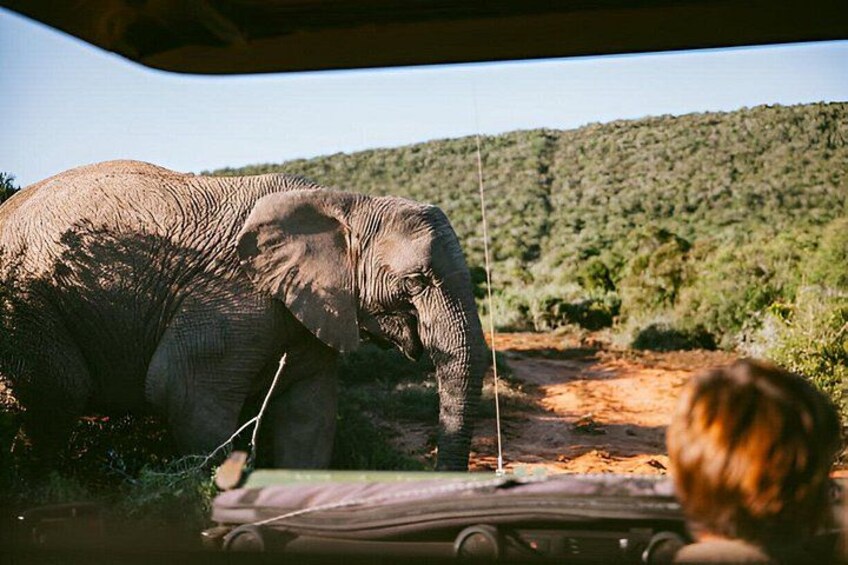 3 Hour Afternoon Safari in Pilanesberg from Sun City 4