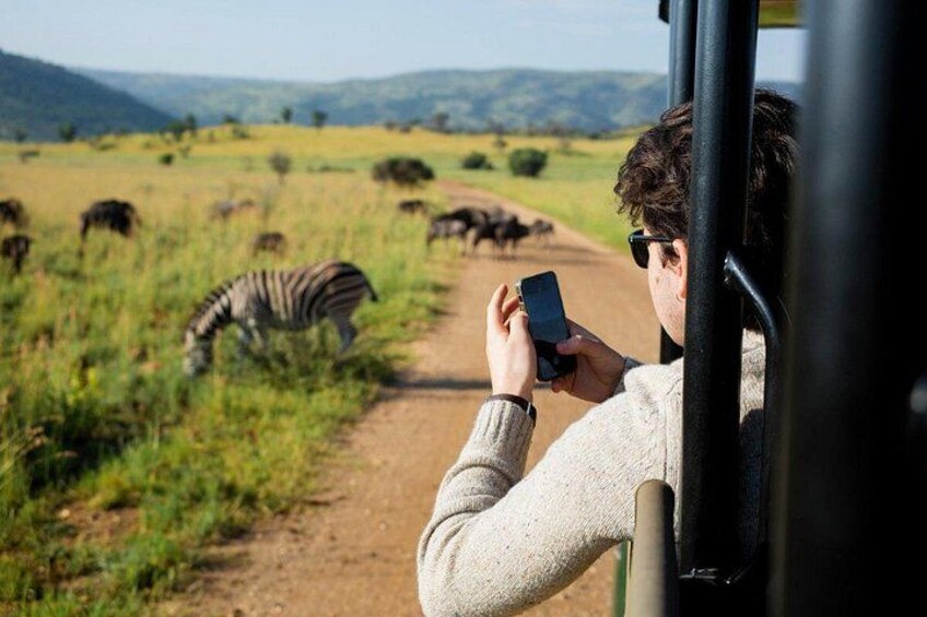 3 Hour Afternoon Safari in Pilanesberg from Sun City 1