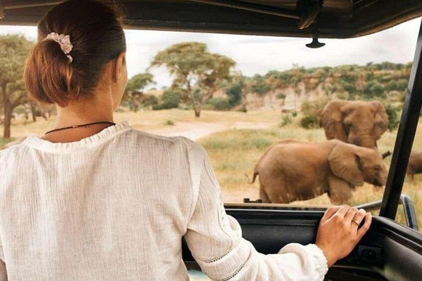 3 Hour Afternoon Safari in Pilanesberg from Sun City 2