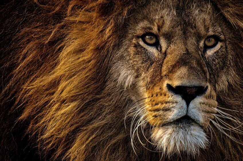 Lion 3
