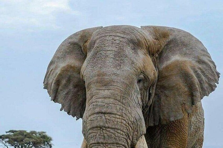 Elephant 5