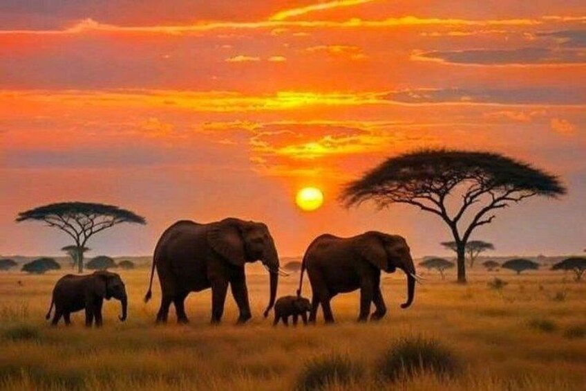 Elephant during sunset 1